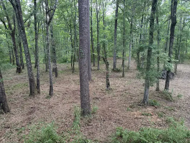 Land Clearing in Charleston, SC