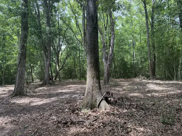 Understory Clearing in Charleston, SC